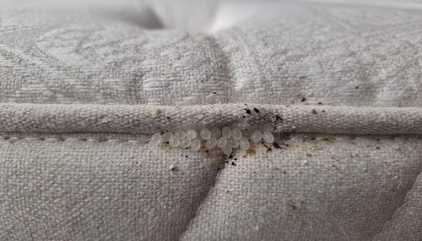 Œufs de punaise de lit : les reconnaître et s’en débarrasser efficacement